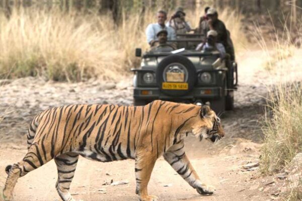 Ranthambore Wildlife Safari Tour – Rajasthan