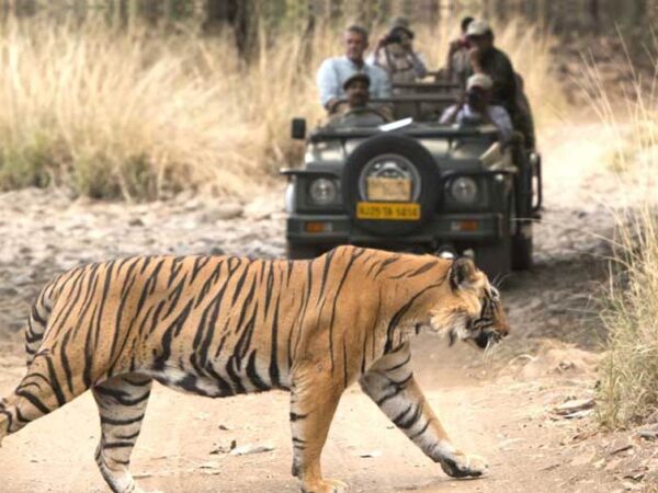 Ranthambore Wildlife Safari Tour – Rajasthan